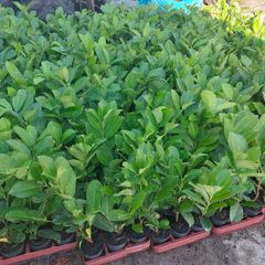 Laurel Hedging