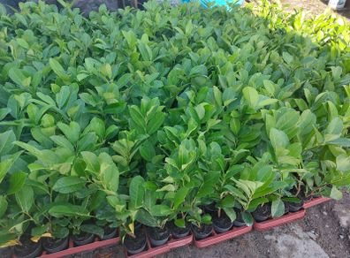 Laurel Hedging