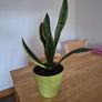 snake plant Image 2