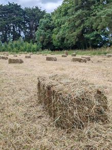 square bales of hay