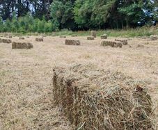 square bales of hay
