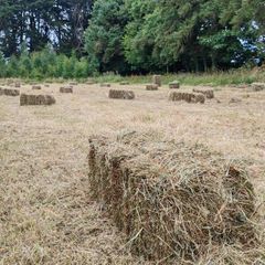 square bales of hay