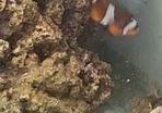 clownfish