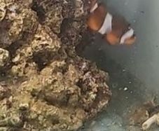 clownfish