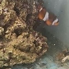 clownfish