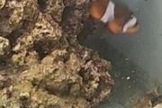 clownfish