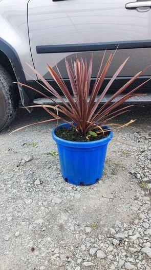 Cherry Laural Hedging 5/6 FT from 35 euro