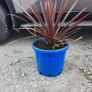, Offer Red  Cordlline 10 euro, 4 -30 euro Image 2
