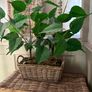 Washed rattan planter console or centrepiece with timer lights Image 5