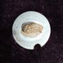 Ceramic - Griggs - Hedgehog Pot Image 6