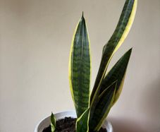 Snake Plant