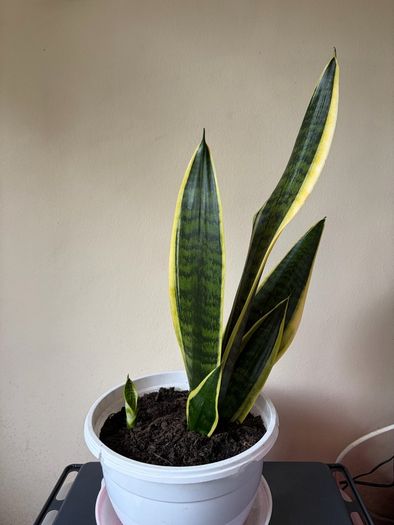 Snake Plant