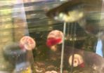Fresh water ramshorn snails