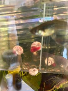 Fresh water ramshorn snails