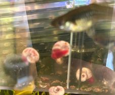 Fresh water ramshorn snails