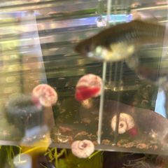 Fresh water ramshorn snails