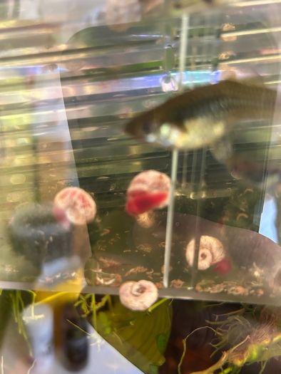 Fresh water ramshorn snails