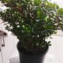 Money tree plant Image 2