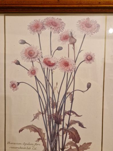 1980's Crepis Rubra framed picture
