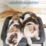 Cat Tree Tower for Large Adult Cats, 50 40cm Big Perch Bed,Spacious Condo House for Indoor Kitten, Sisal Scratching Post, Dark Gray Image 4