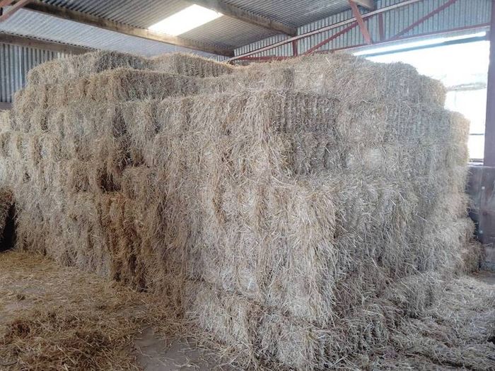 Small Square Straw