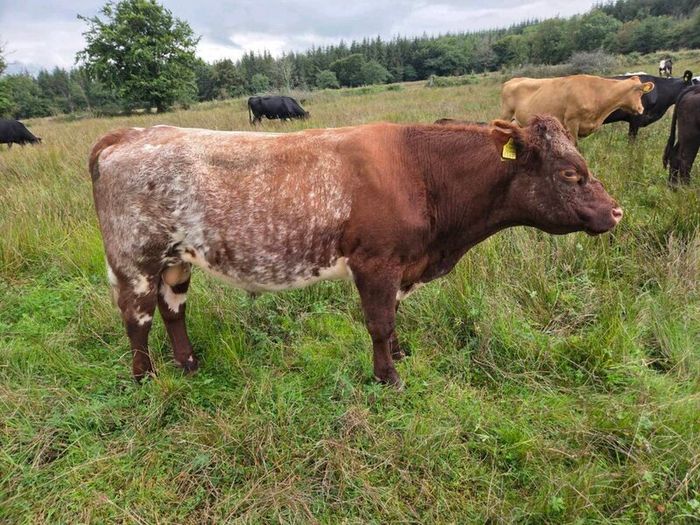 5 star PBR Shorthorn bulls