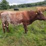 5 star PBR Shorthorn bulls Image 2