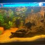 fish tank Image 10