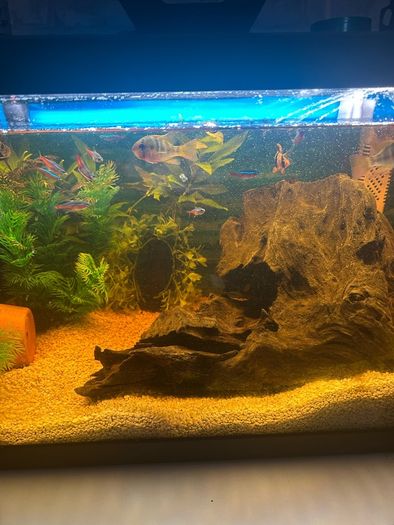 fish tank