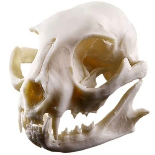 1/1 resin copy of a cats skull.