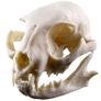 1/1 resin copy of a cats skull. Image 5