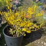 Forsythia shrubs Image 2