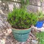 Beautiful Glazed Flower Pot with Heather Included Image 4