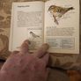 Whizz Kids. Birdwatching First Edition Vintage 1979 Paperback In Good Condition. 36. Image 7