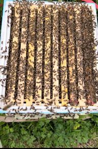 2027, Nucs Of Bees, Full Bee Hives