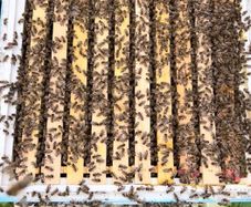 2027, Nucs Of Bees, Full Bee Hives