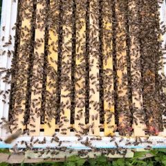 2027, Nucs Of Bees, Full Bee Hives