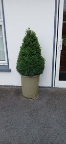a pair of beautiful buxus  trees in containers