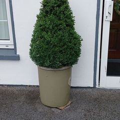 a pair of beautiful buxus  trees in containers