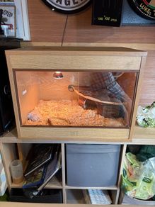 reptile tank , 2 year old , tortoise too big needs to upgrade !