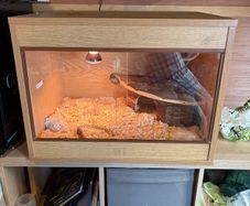 reptile tank , 2 year old , tortoise too big needs to upgrade !