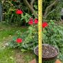 Potted Salvia Hot Lips Image 2