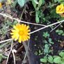Euro3 for 250+ assorted Marigold seeds Image 6