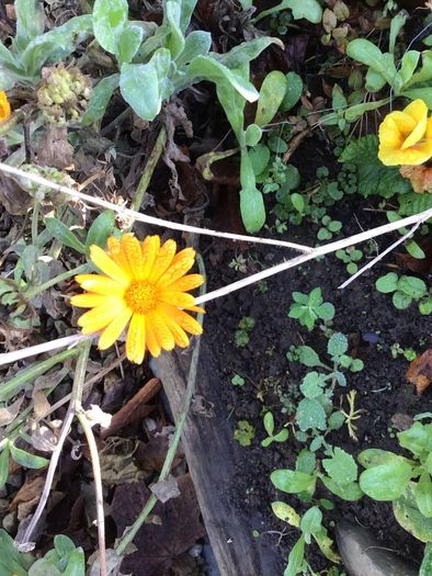 Euro3 for 250+ assorted Marigold seeds