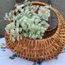 Small Vintage Basket Image 2