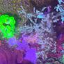 Sinularia leather coral Image 3