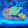 coral Image 8