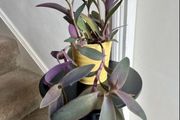 tradescantia pallida