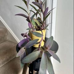 tradescantia pallida
