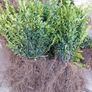Box Hedging Image 2